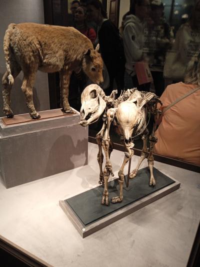 Отзыв о музей Кунсткамера в Петербурге Фото 2