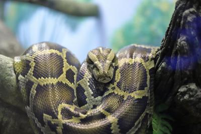 Тайны панциря и чешуи или о тех, кого не любят. 07.03.2026, 11:00.